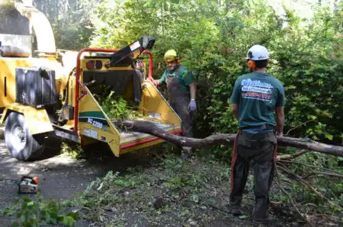 tree services Danielsville